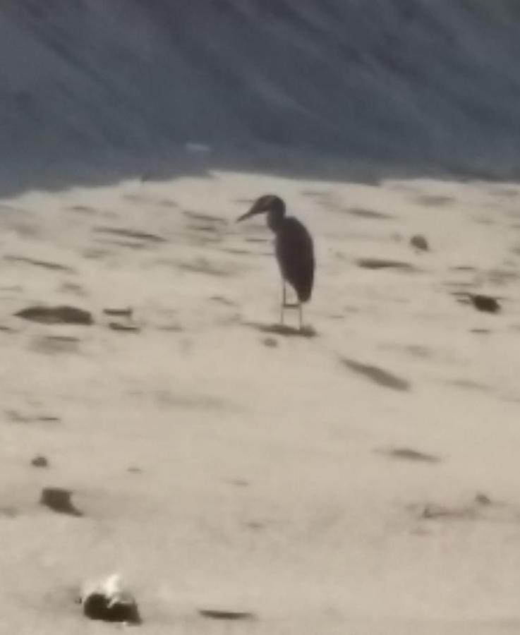 Hostal Las Garzas Del Pelado Playas Εξωτερικό φωτογραφία